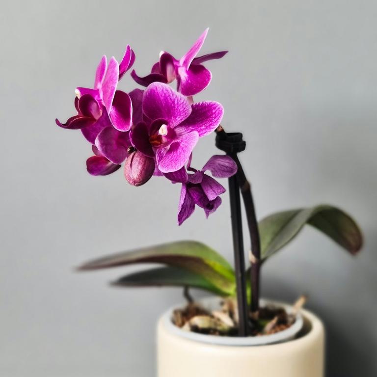 Ανθισμένη ορχιδέα/Φωτογραφία Unsplash 