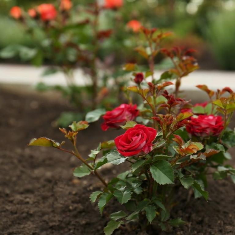 Ποια εποχή είναι καλύτερα να φυτέψετε μια τριανταφυλλιά