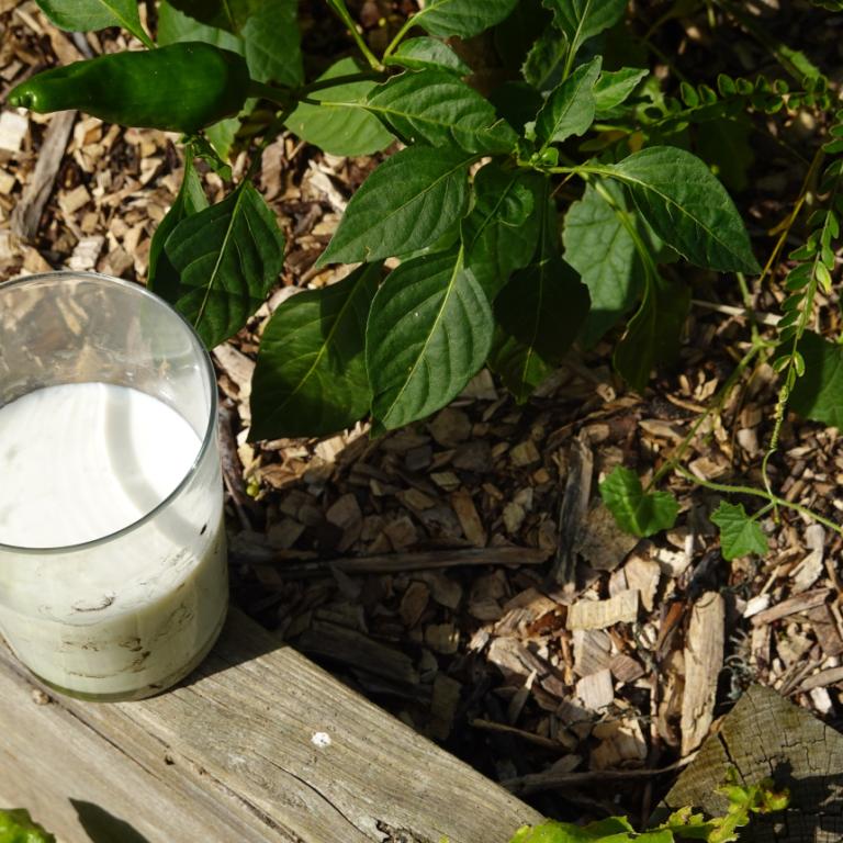 Γάλα κοντά σε ένα φυτό 