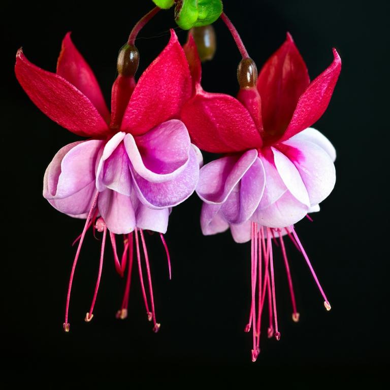 Fuchsia hybrida/Φωτογραφία Unsplash 