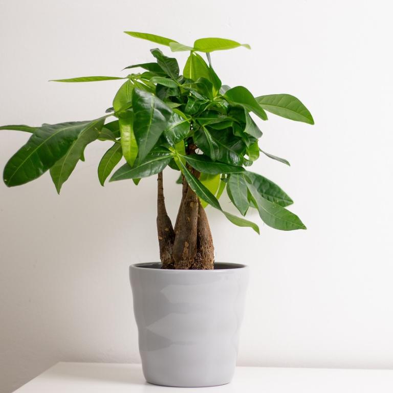 Δέντρο που προσελκύει χρήματα/Φωτογραφία Shuttertock 