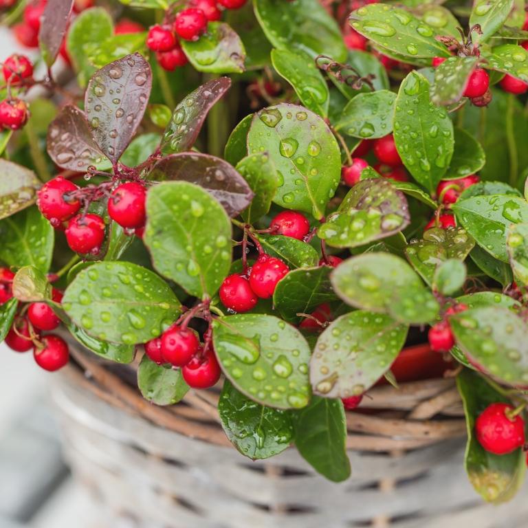 Wintergreen/Φωτογραφία Shutterstock 