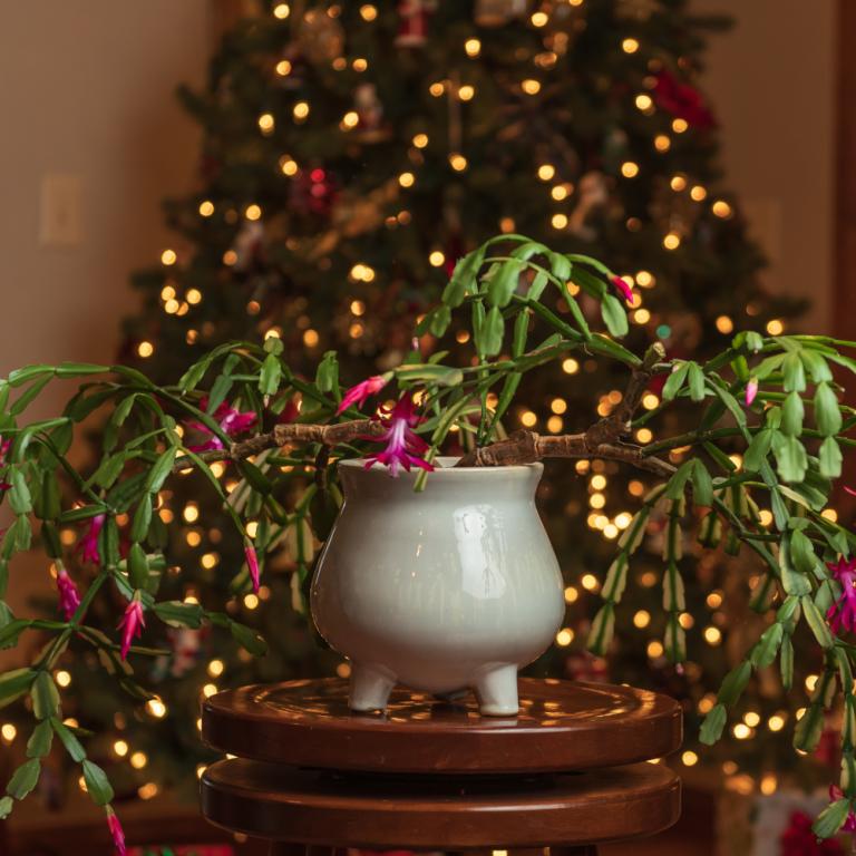 Το λάθος που καταστρέφει αθόρυβα το χριστουγεννιάτικο φυτό σας