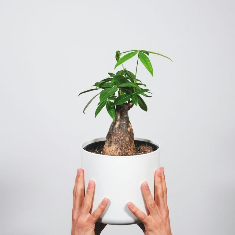 Το πιο δημοφιλές φυτό για το 2026