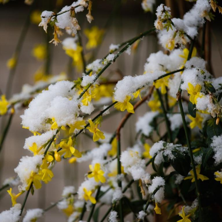 Το αναρριχώμενο φυτό του χειμώνα