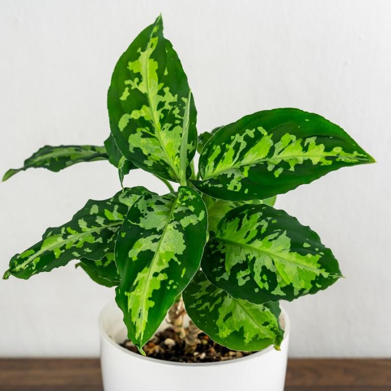 Aglaonema pictum «Tricolor»/Φωτογραφία Shutterstock 