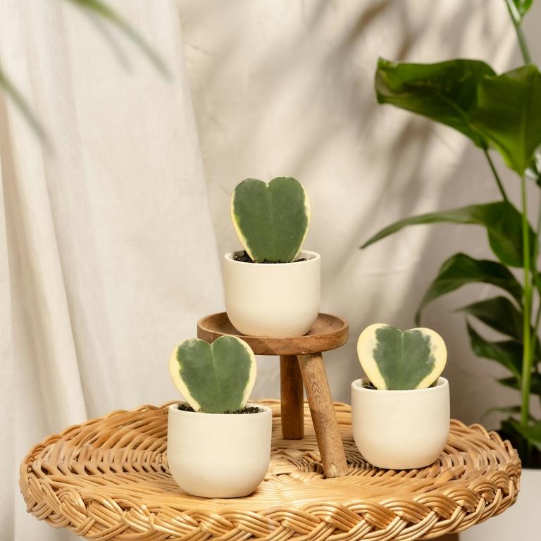 Hoya kerrii/Φωτογραφία Unsplash 