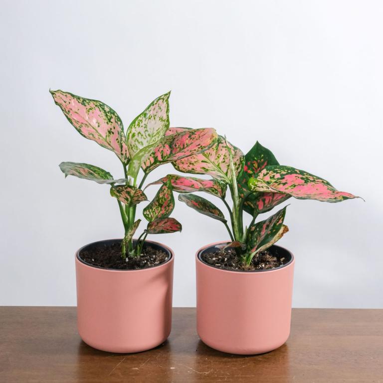 Ποιο φυτό ευδοκιμεί με λίγο φως