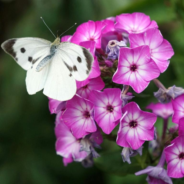 Φυτό/Φωτογραφία Unsplash