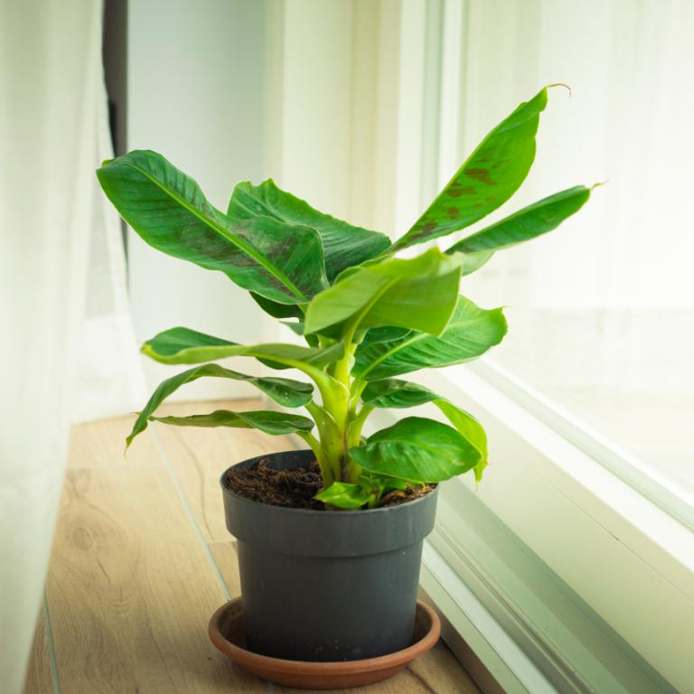 Φυτό στο σπίτι 