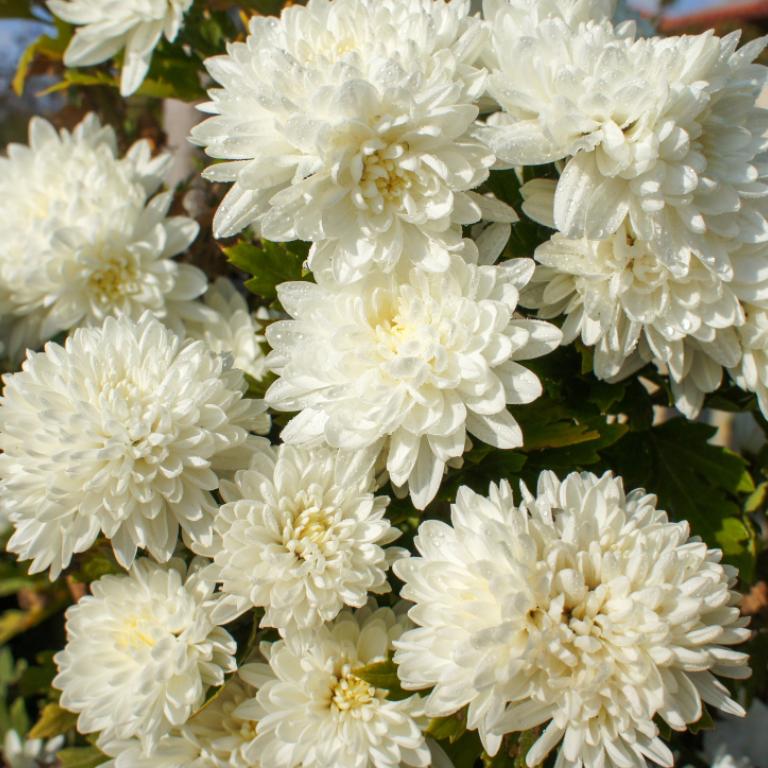 Ινδικό χρυσάνθεμο