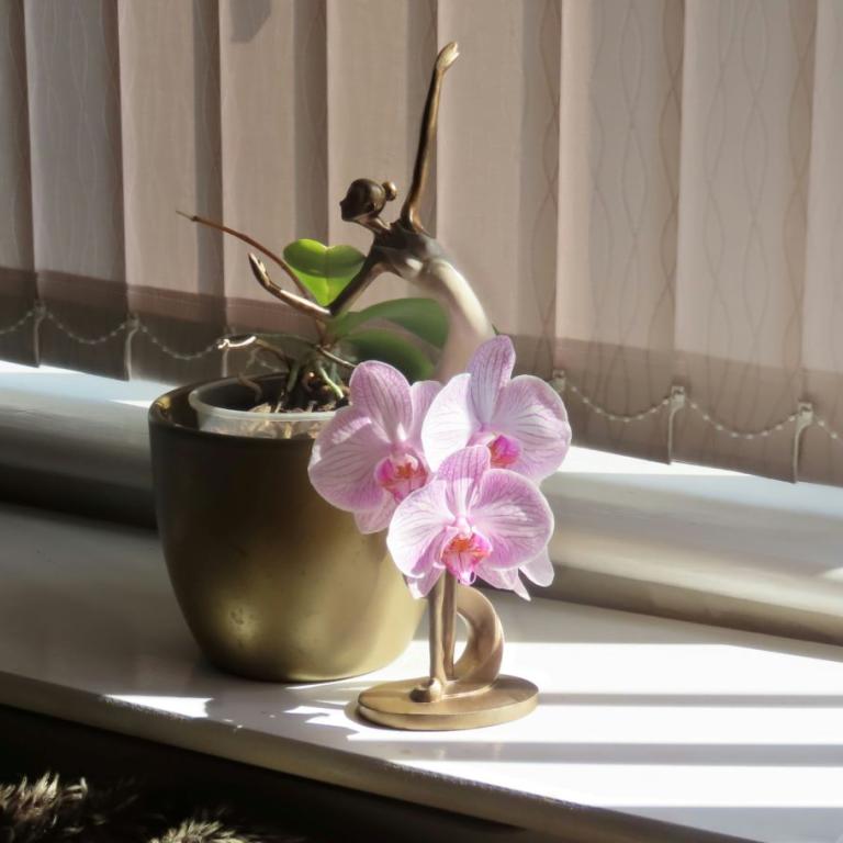 Σωστός τρόπος ποτίσματος ορχιδέας