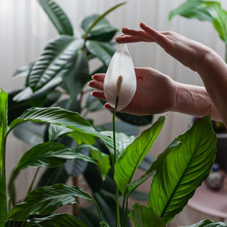 Το φυτό που καθαρίζει την ατμόσφαιρα