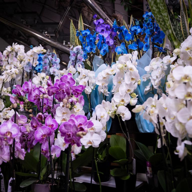 Η ορχιδέα θα «ανθίζει ασταμάτητα» αν ποτίζεται με ένα απλό συστατικό της κουζίνας κάθε δύο εβδομάδες