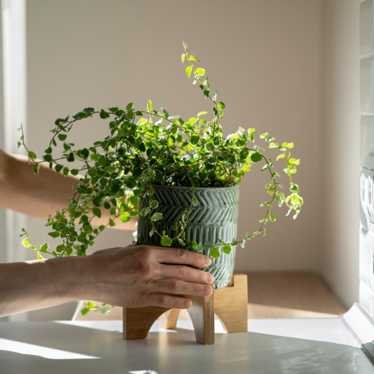 Μετακίνηση φυτού σε γλαστράκι 