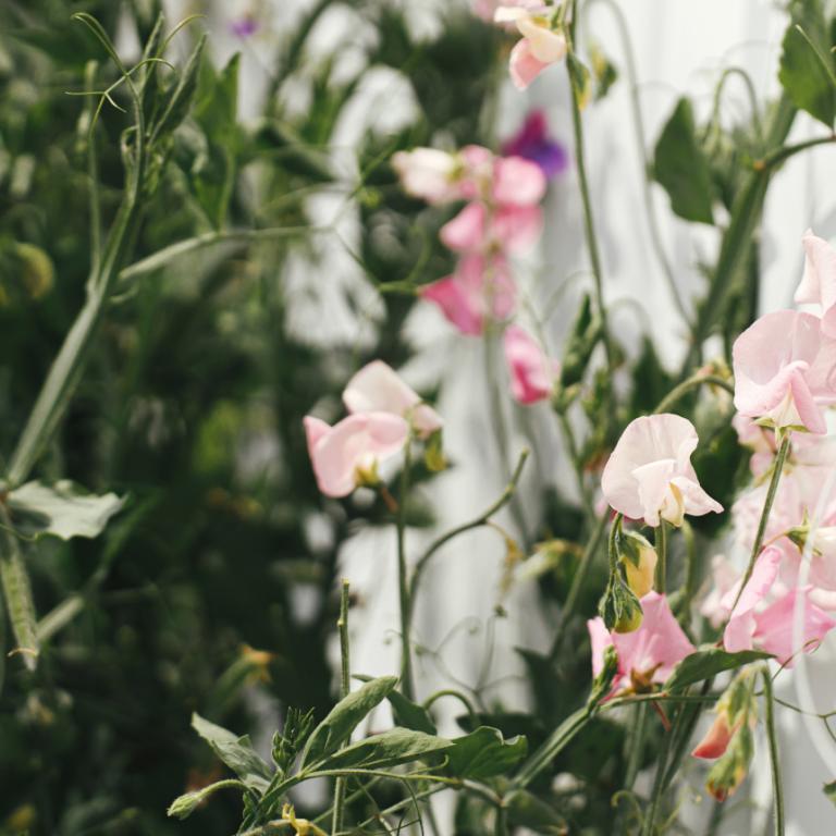 Φυτό αναρριχόμενο