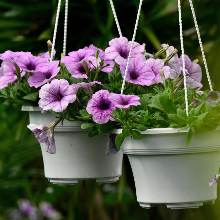 Φυτό κρεμαστό σε γλάστρα 