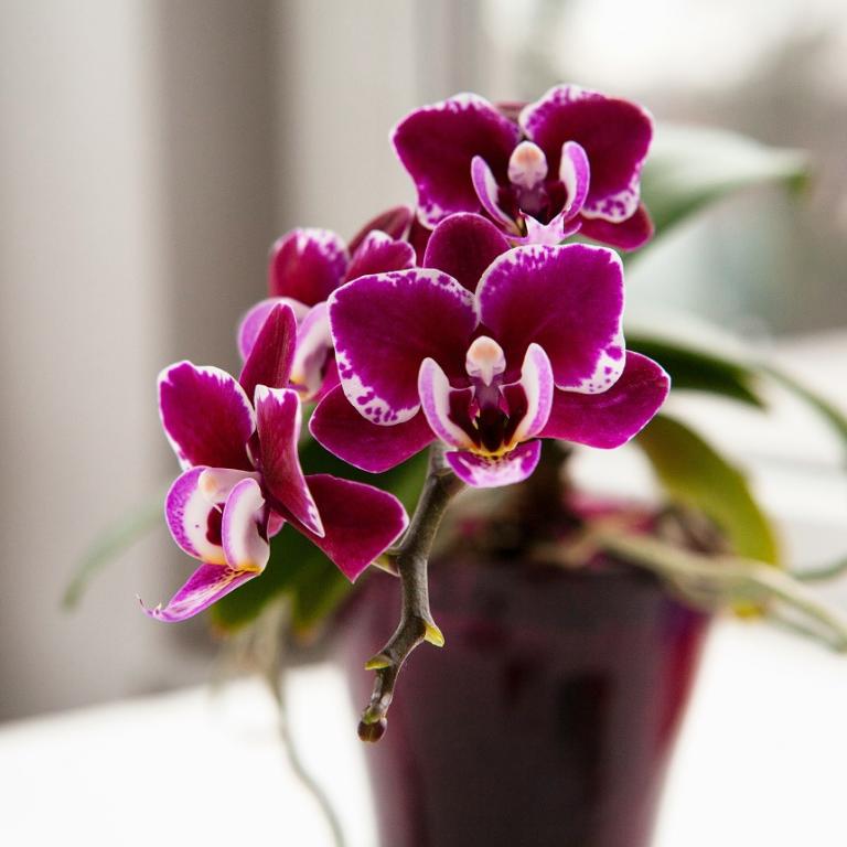 Το φυτό που ανθίζει όλο το χρόνο αντί για ορχιδέα/Φωτογραφία Unsplash 