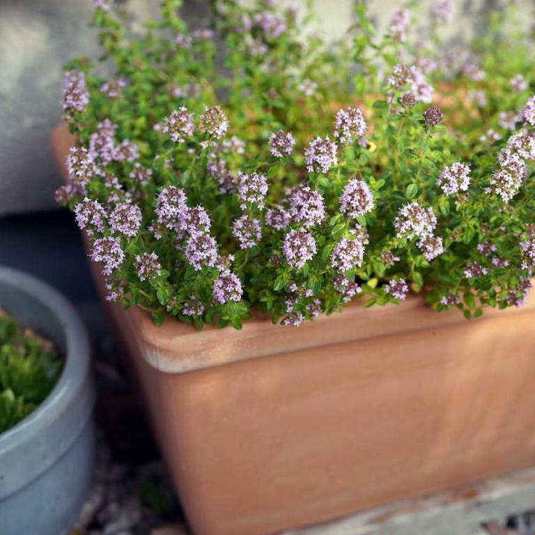 Φυτό σε γλάστρα 