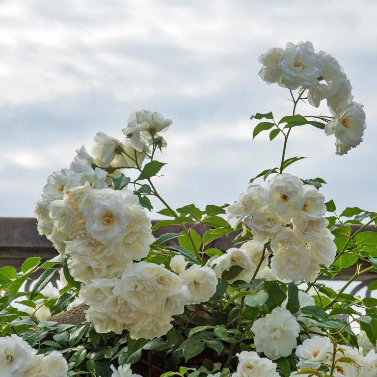  Πώς να κλαδέψετε σωστά τις τριανταφυλλιές για περισσότερα άνθη όλη τη σεζόν