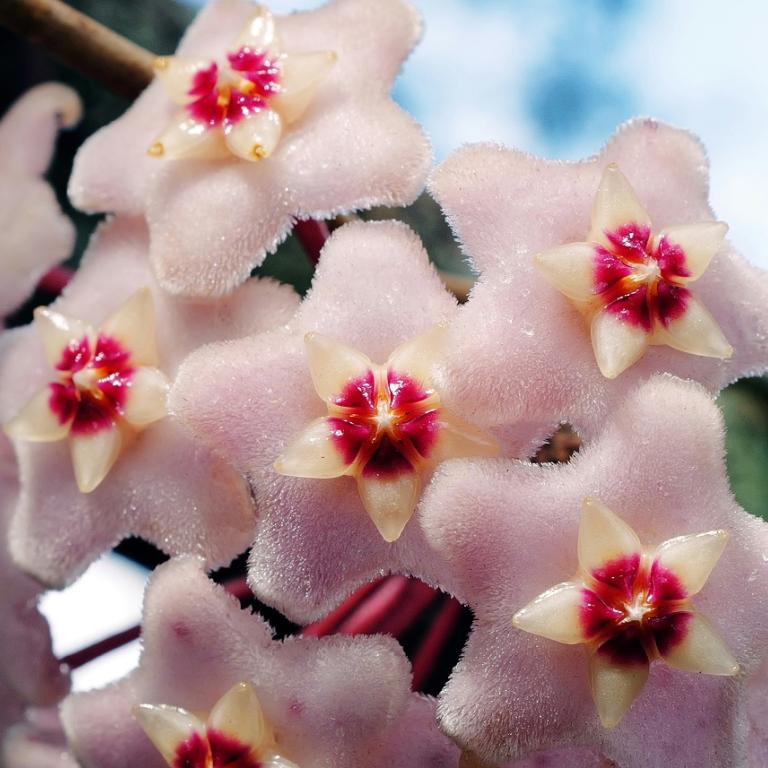 Hoya carnosa - Φωτογραφία Unsplash