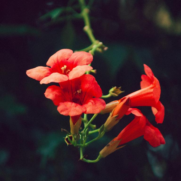 Φυτό/Φωτογραφία Pexels 