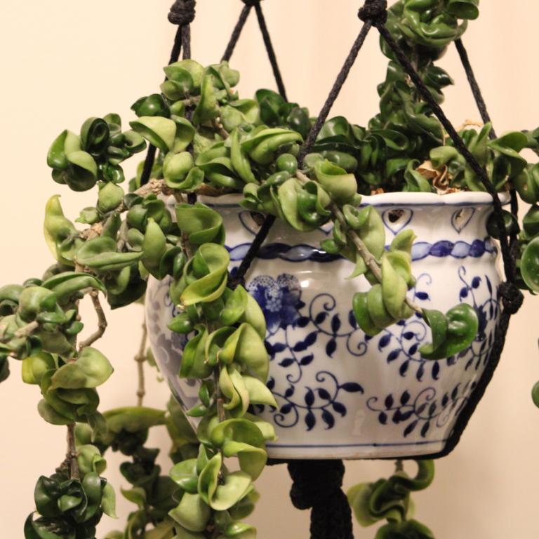 Το φυτό που αντικαθιστά τον πόθο