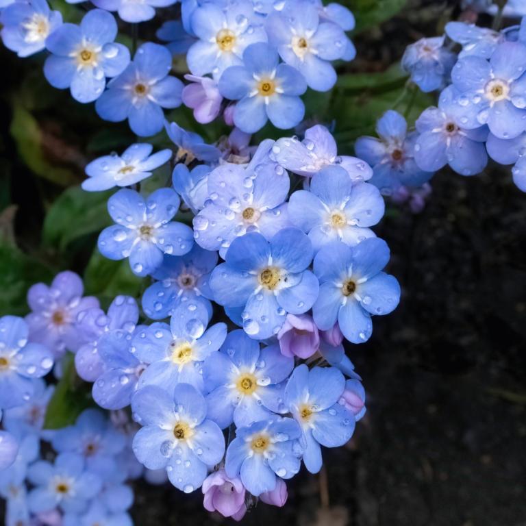 Φυτό για άνοιξη 