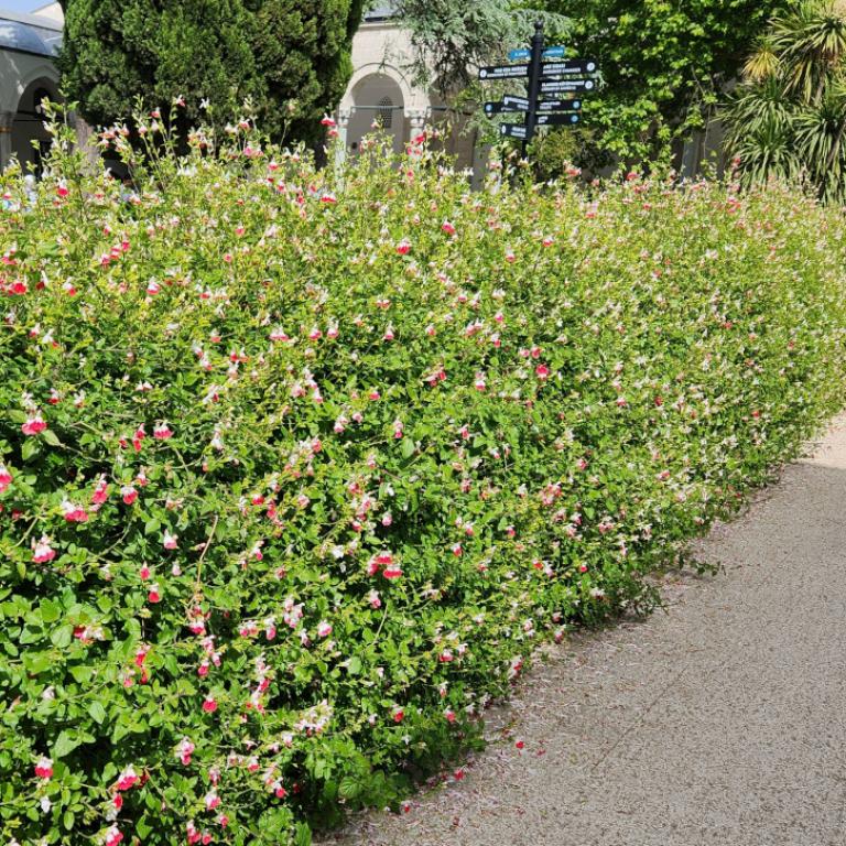 Θάμνος - φυτό  που δεν χρειάζεται φροντίδα