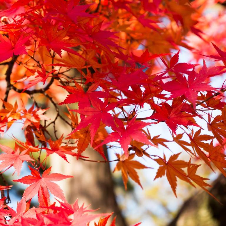 O ιαπωνικός σφένδαμος είναι ιδιαίτερο καλλωπιστικό φυτό
