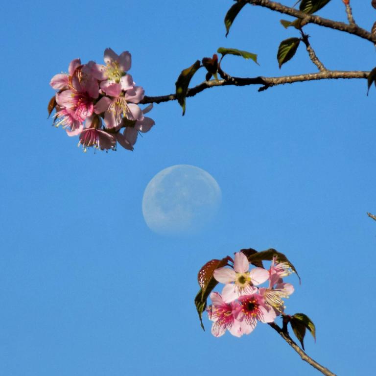 Πανσέληνος μέσα από ένα λουλούδι