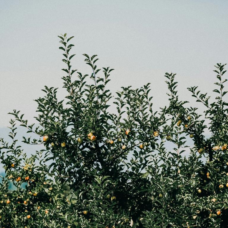 Φωτογραφία Unsplash 