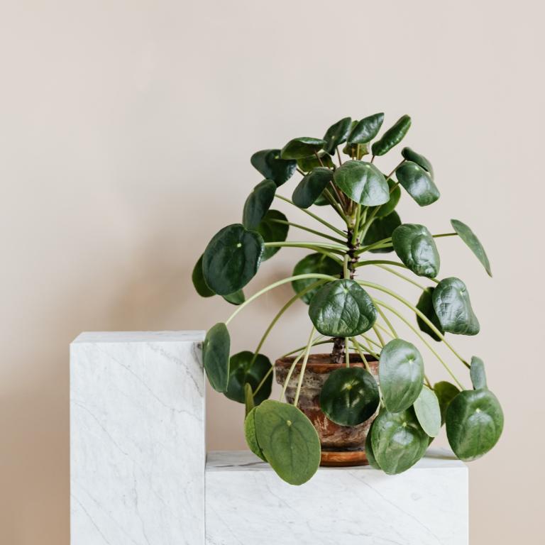  Pilea peperomioides/Φωτογραφία Pexels 
