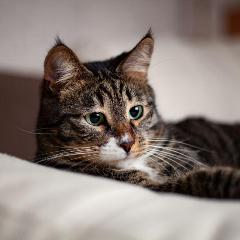 Φωτογραφία: pexels