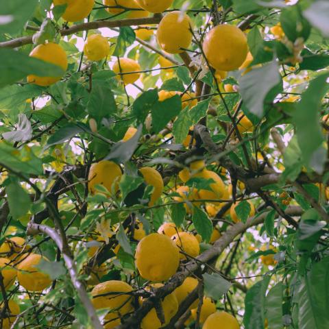 Πώς να περιποιηθείτε τις λεμονιές σας