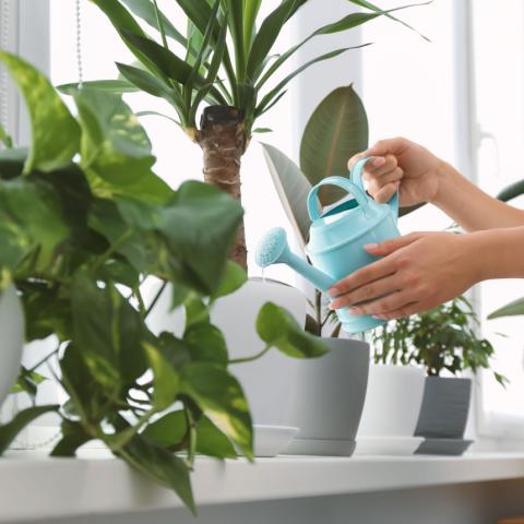 Αυτό είναι το Νο 1 λάθος που «σκοτώνει» τα φυτά εσωτερικού χώρου -Και το κάνουν (σχεδόν) όλοι