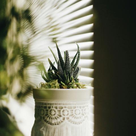 Τρία ανθεκτικά μιρκά φυτά