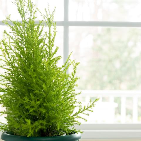 Cupressus macrocarpa/Φωτογραφία Shutterstock 