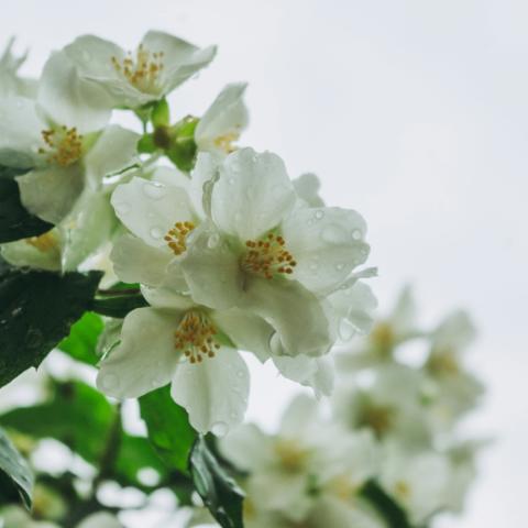 Φυτό με σταγόνες βροχής πάνω 