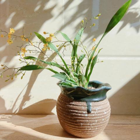 Το κόλπο που βοηθά τα φυτά να ευδοκιμήσουν 