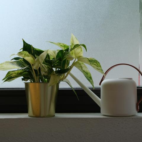 Φυτό εσωτερικού χώρου/Φωτογραφία Unsplash 