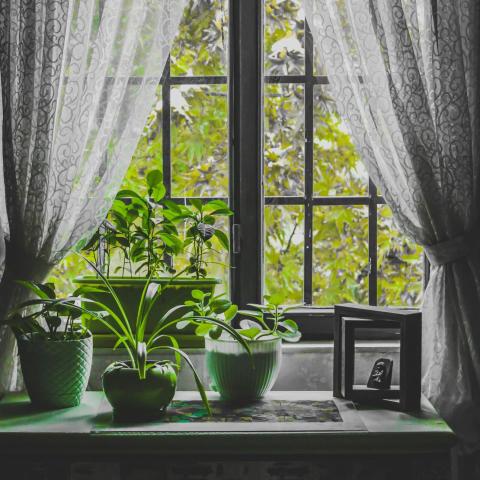 Σε τι βοηθάει το λεμόνι τα φυτά