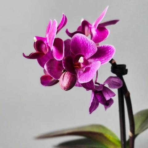 Πού να τοποθετήσετε την ορχιδέα σας