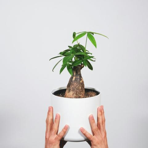 Το πιο δημοφιλές φυτό για το 2026