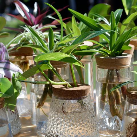 Έξι φυτά που ευδοκιμούν στο νερό και διακοσμούν το σπίτι