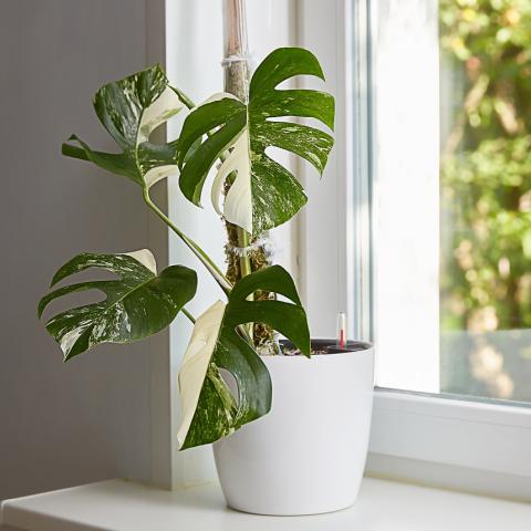 Φωτογραφία Shutterstock 