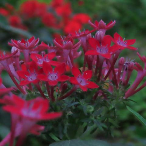 Pentas lanceolata/Φωτογραφία Unsplash 