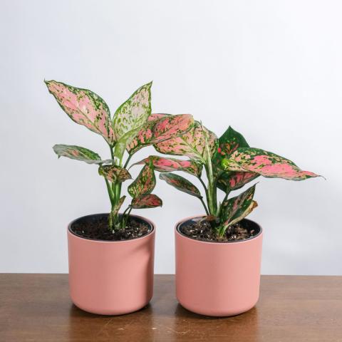 Ποιο φυτό ευδοκιμεί με λίγο φως