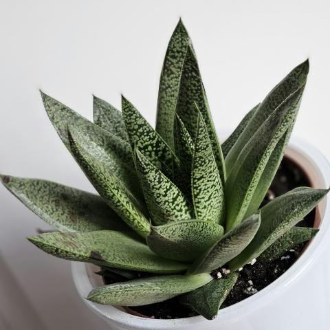 Αλόη βέρα/Φωτογραφία Unsplash 