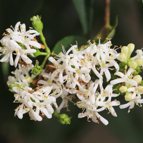 Φυτό με τα επτά άνθη/Φωτογραφία Shutterstock